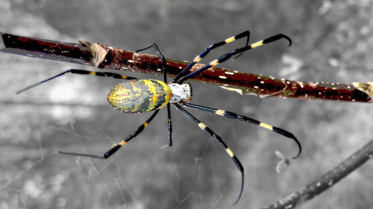 Spiders the size of your hand that can fly for miles? Theyâre coming, researchers say