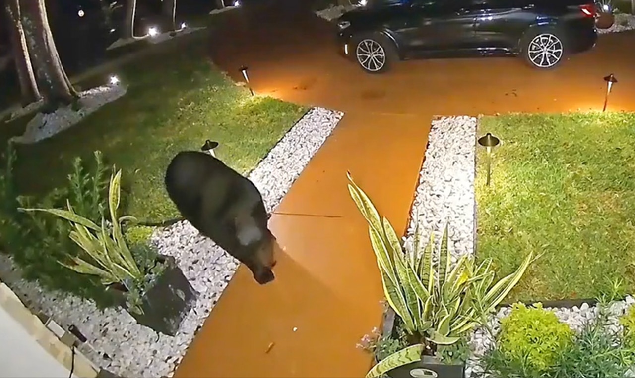 Video shows Taco Bell-loving bear making off with Florida familyâs $45 Uber eats order