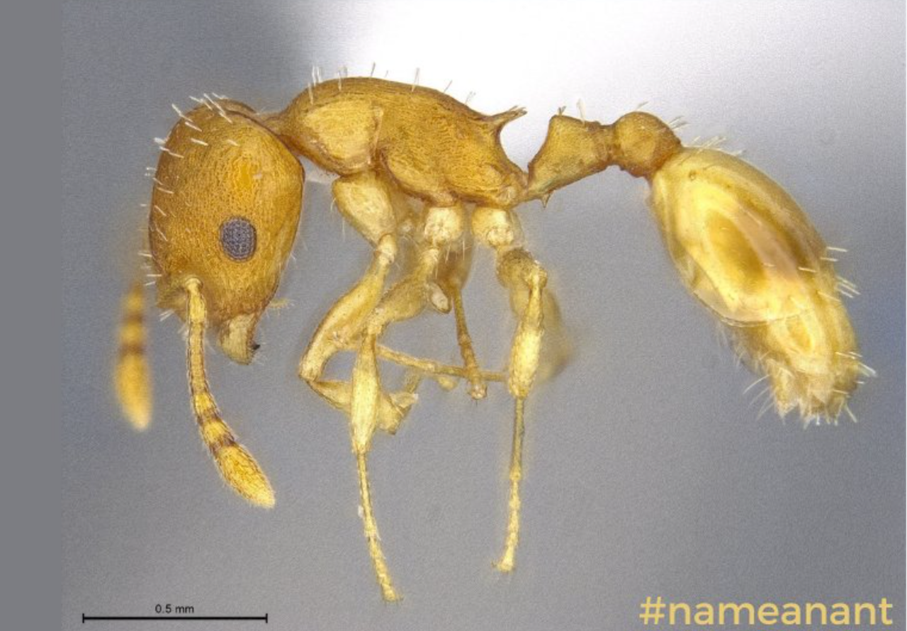 Want to name a new ant species? Scientists ask kids for suggestions