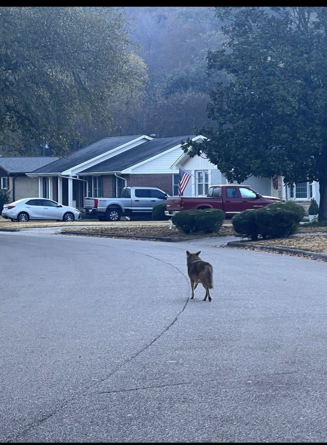 Who can you call for coyotes in Birmingham? The answer may not be so simple