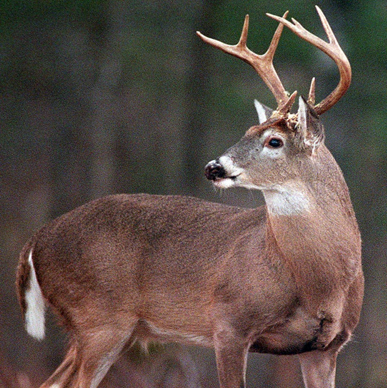 With the gun portion of deer season almost here, hereâs help crossing your Ts and dotting your Is