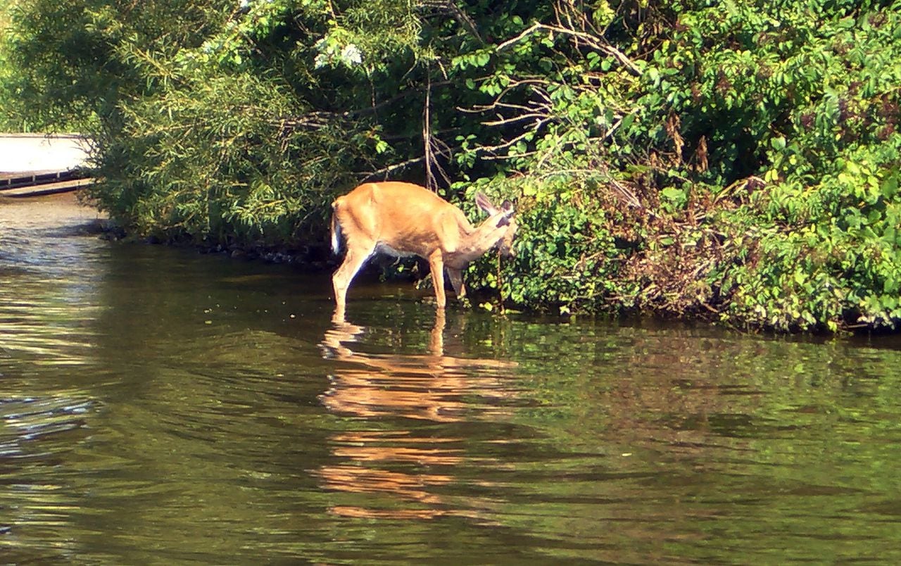 2 new cases of chronic wasting disease found in Alabama deer