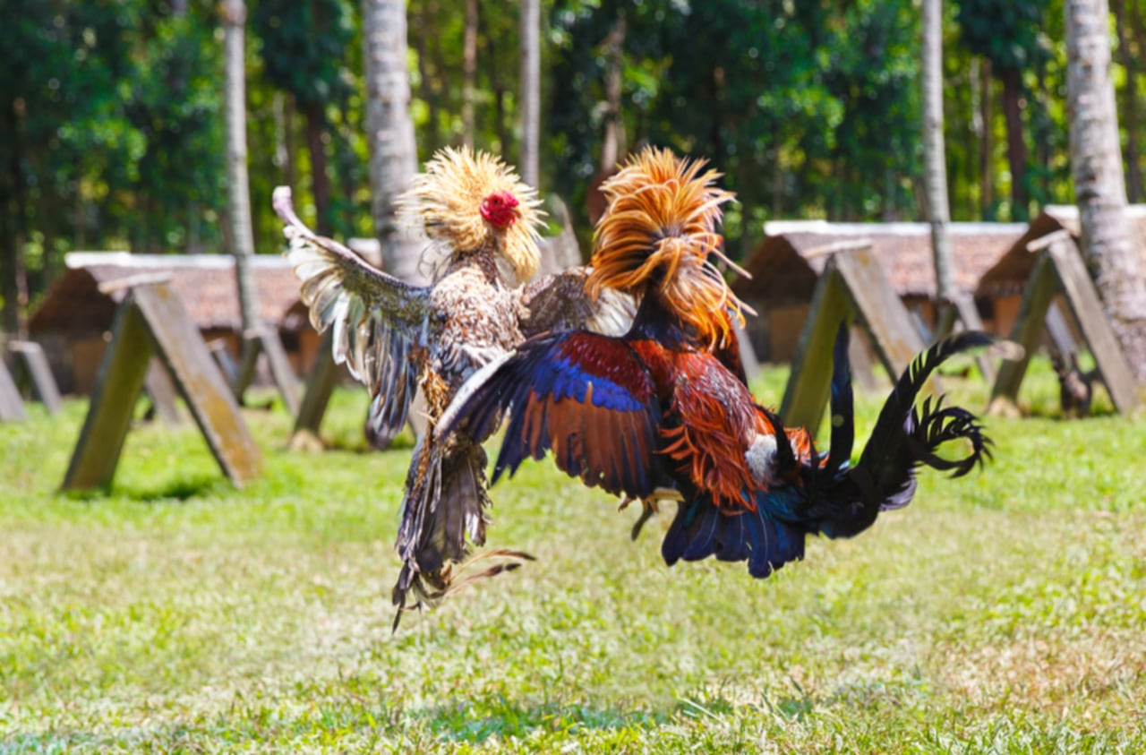 Alabama cockfighting arena with stadium seats, concessions busted