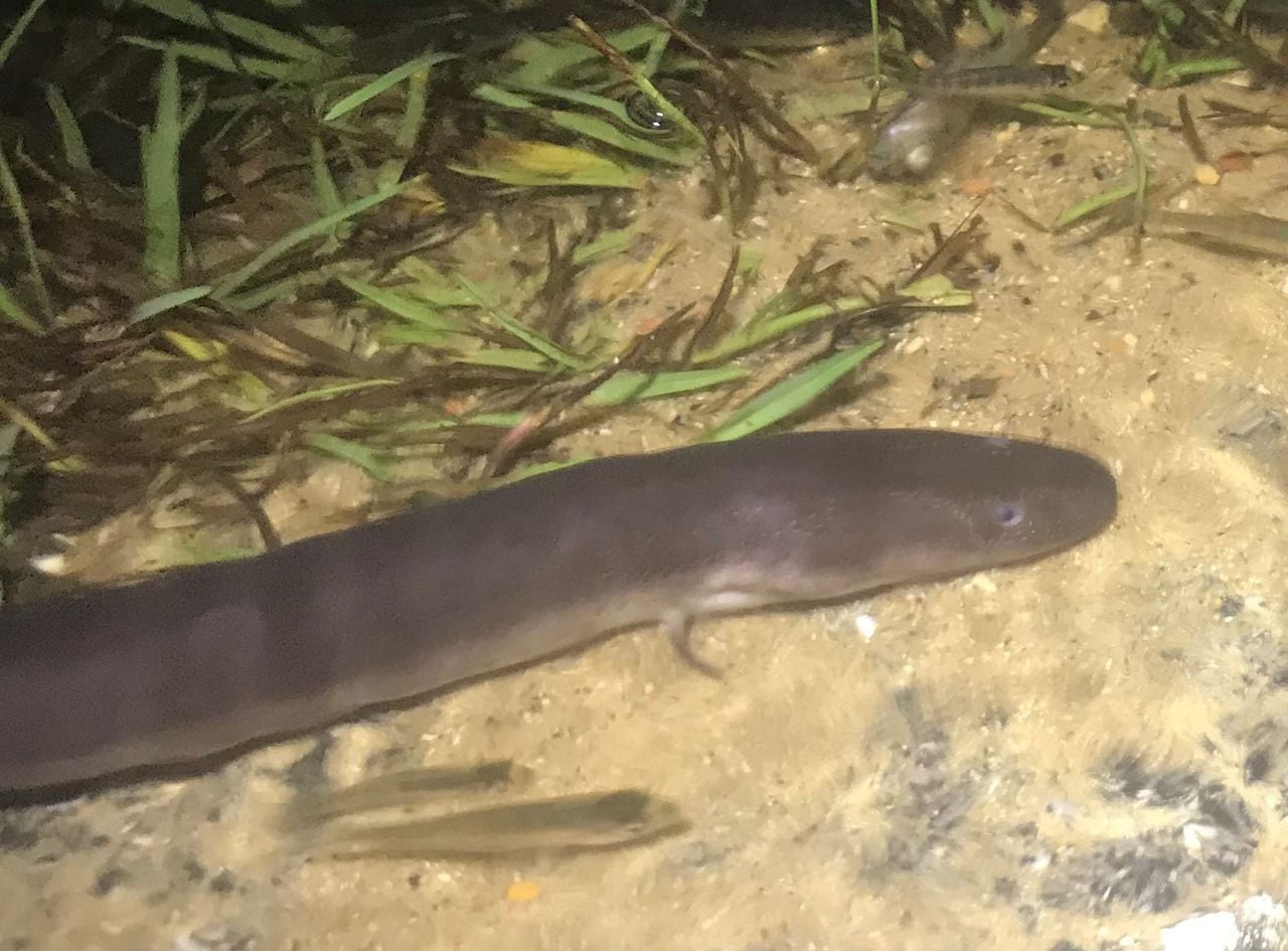 Alabama's weird giant salamander looks like an eel, hunts like a shark