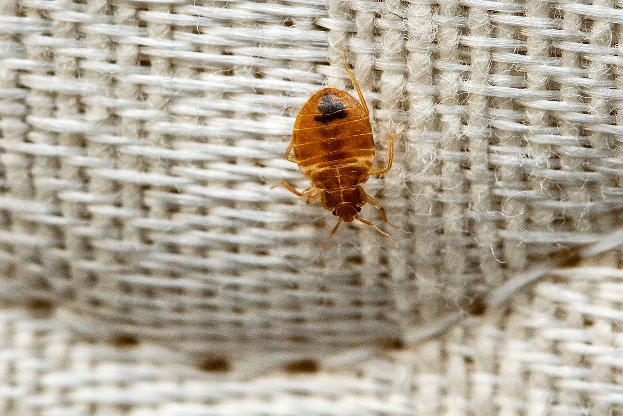 Ask Amy: Our house guests didnât tell us they had bedbugs