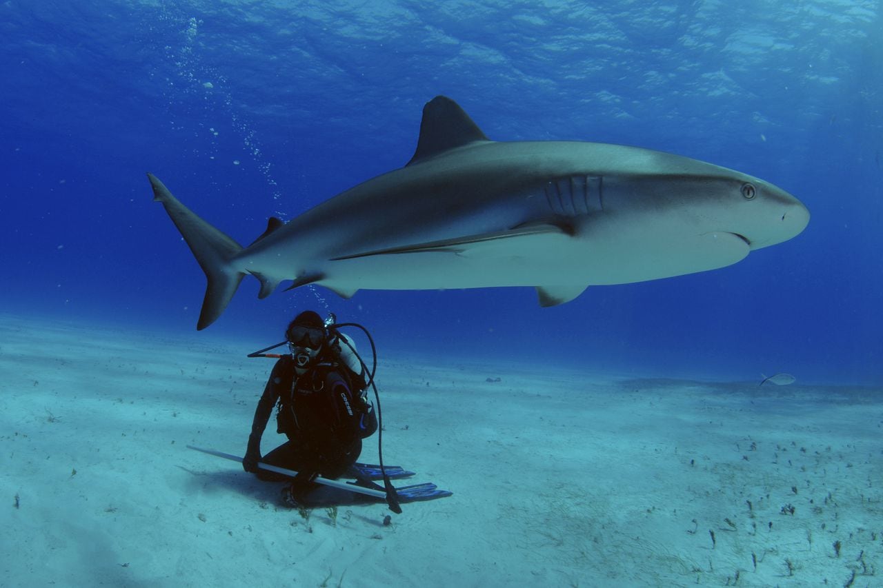 Bahamas shark attack kills Boston woman