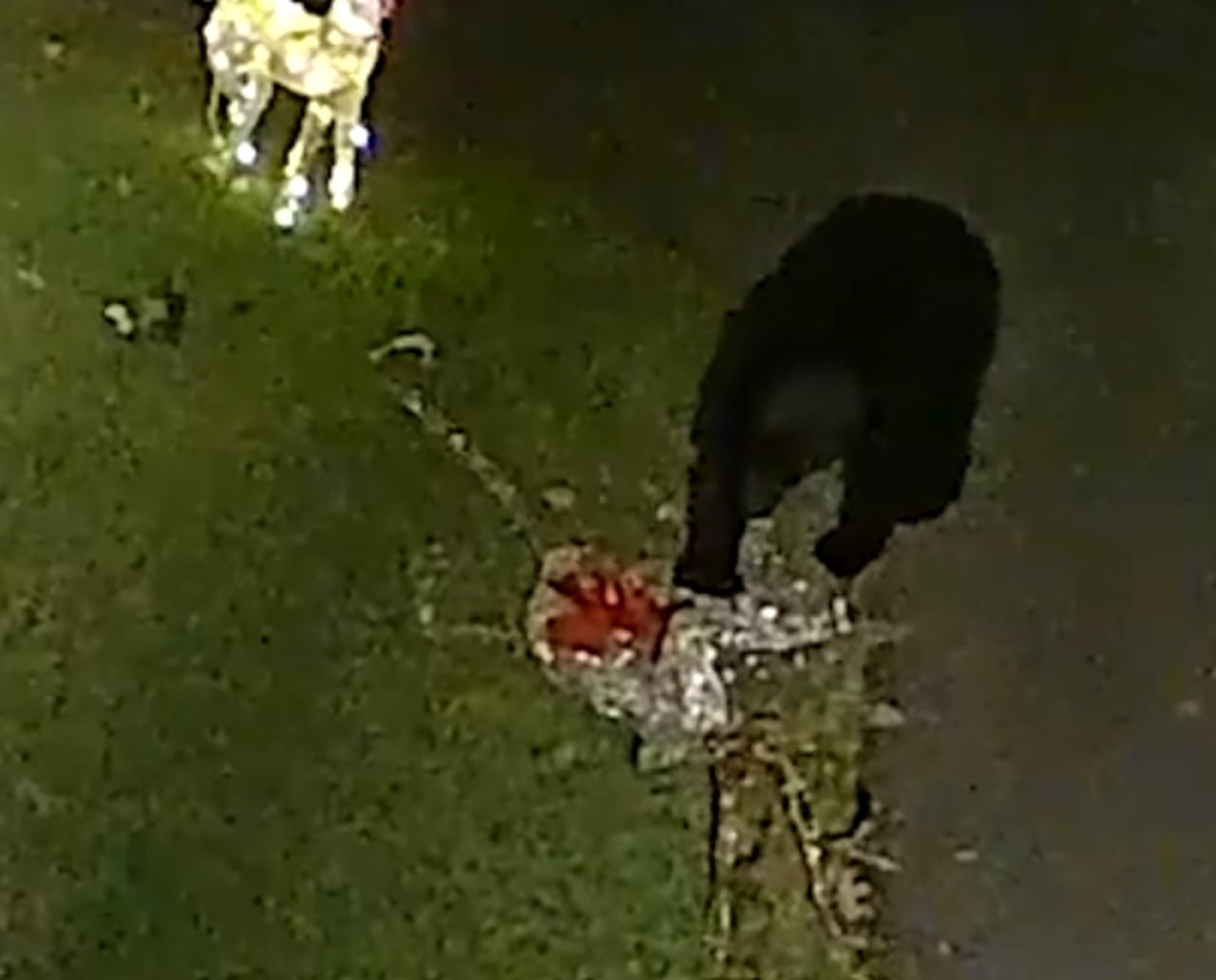 Bear caught on video attacking Florida familyâs Christmas reindeer decorations