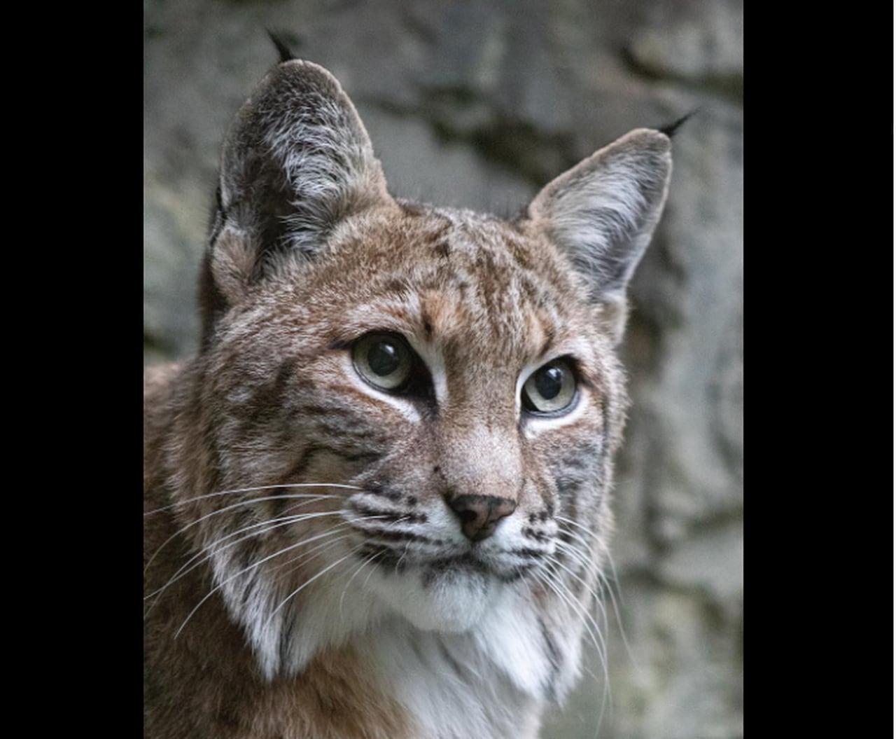 Birmingham Zoo to house rescued and orphaned cougars at new exhibit