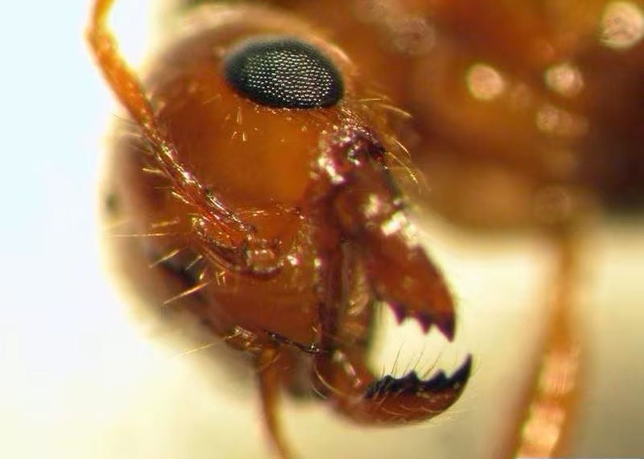 Common fire ants hide incredible life that includes flying, floating, tunneling