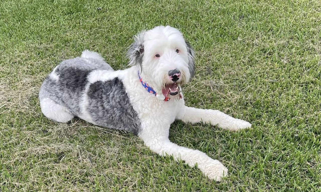 Deaf sheepdog stolen in Alabama was focus of pending lawsuit when he was snatched