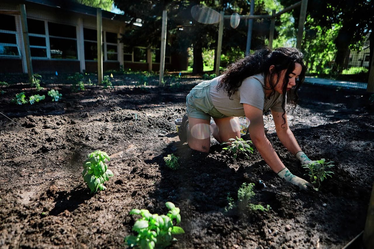 Food sovereignty movement sprouts as bison return to Indigenous communities