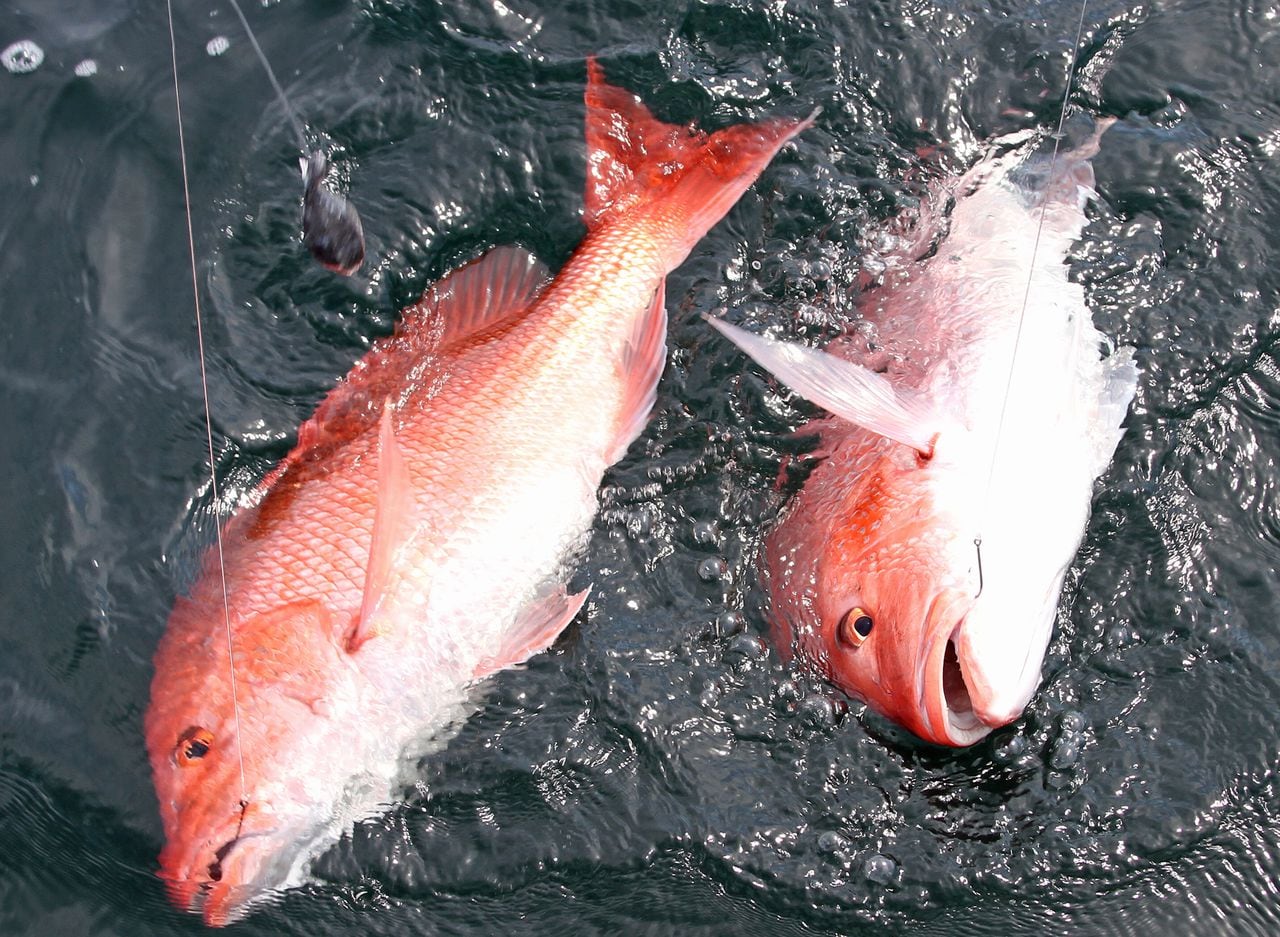 Guest opinion: When it comes to red snapper, Alabama can do it better