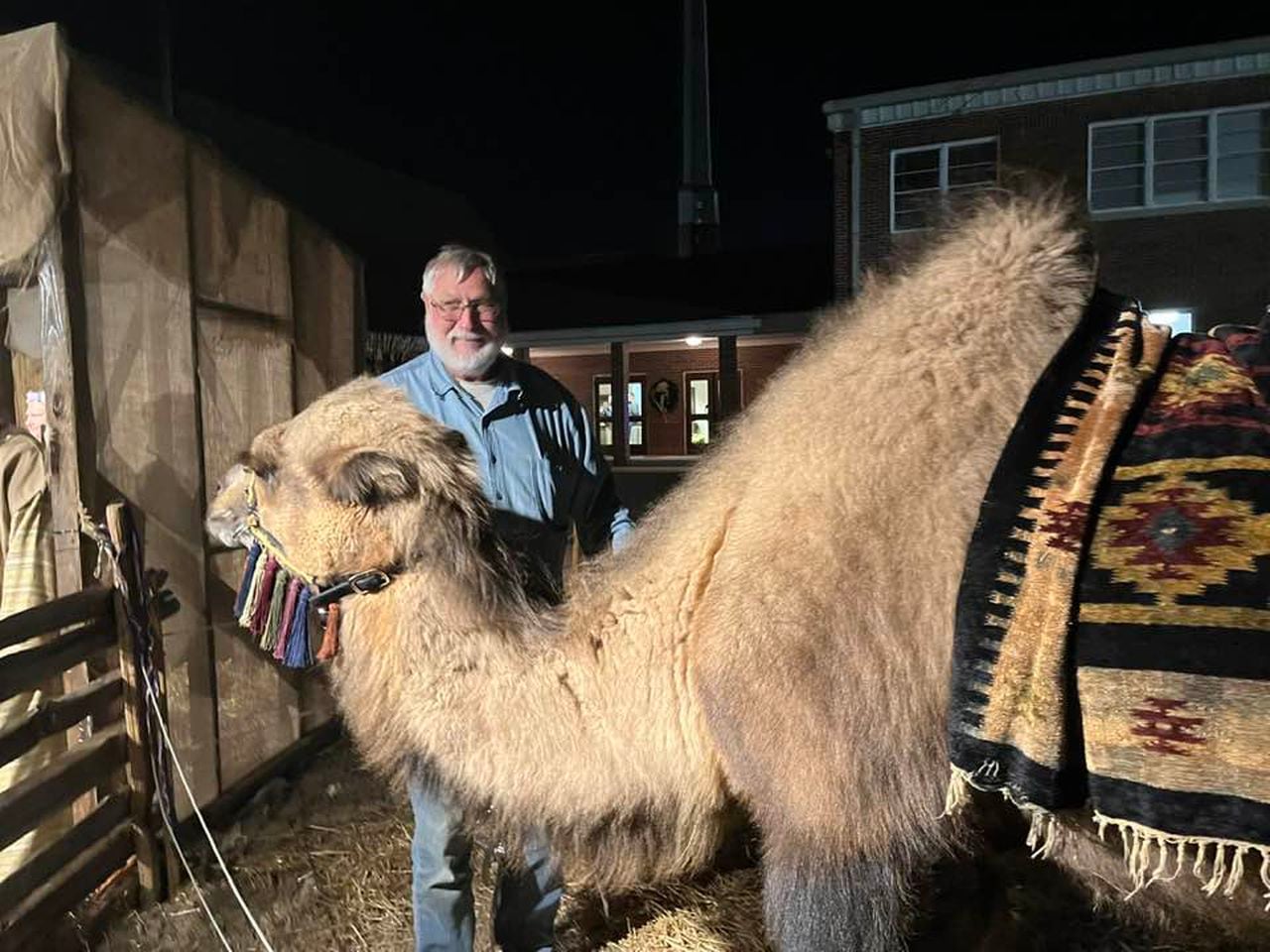 Hank the marshmallow-eating camel steals the show at live Nativity scenes