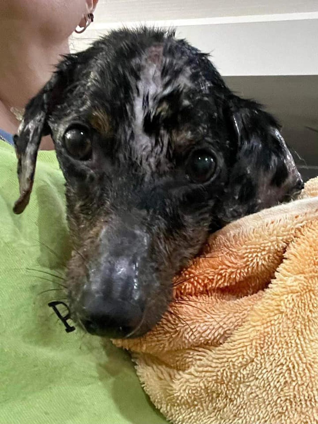 How to help âGouda,â dog found badly burned, malnourished in Florida Panhandle