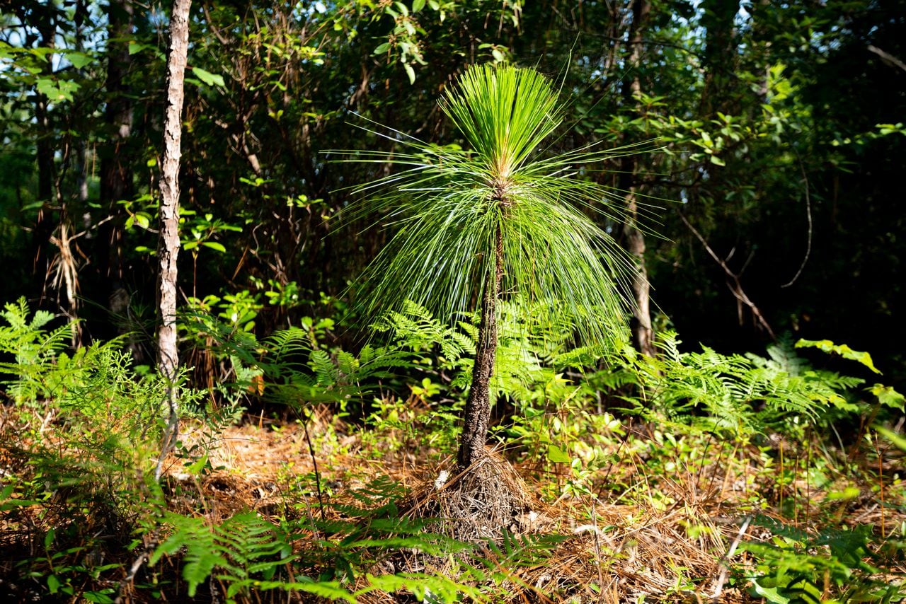 Longleaf restoration falls short, even as it gains support as a climate solution