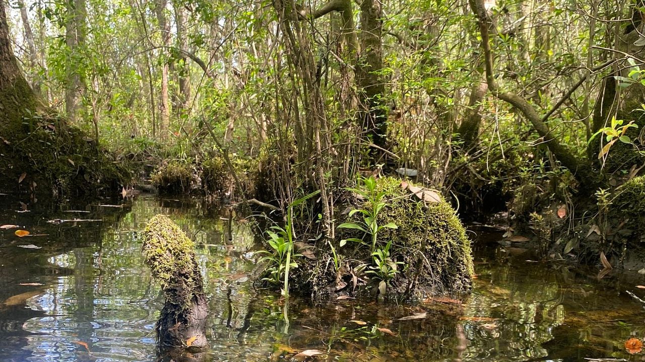 Proposed warehouse along Mobileâs Rabbit Creek draws fury of environmental groups