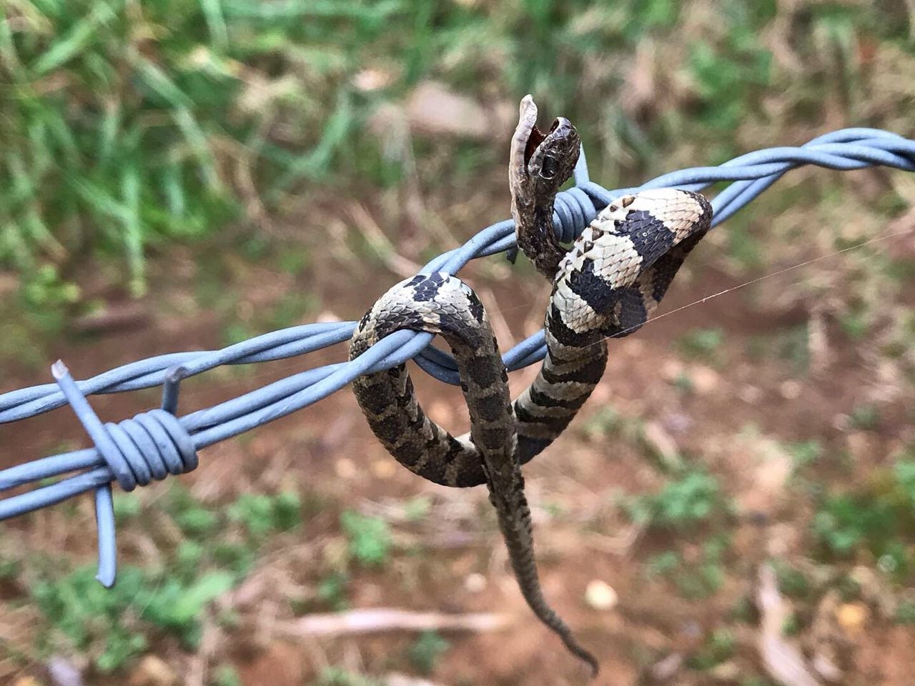 Loggerhead shrike prey