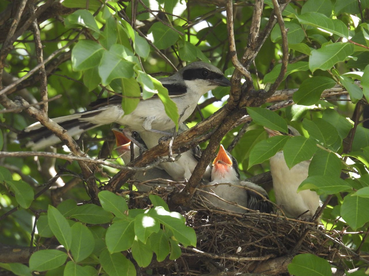 Loggerhead Shrikes Finley June 2, 2022