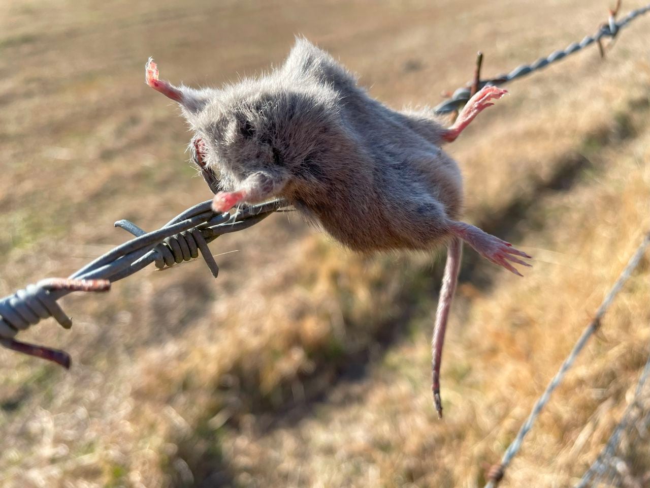 This weird Alabama bird looks cute, acts like a serial killer