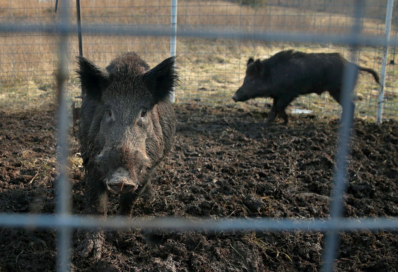 To say feral swine canât be delicious is hogwash. Just try this recipe.