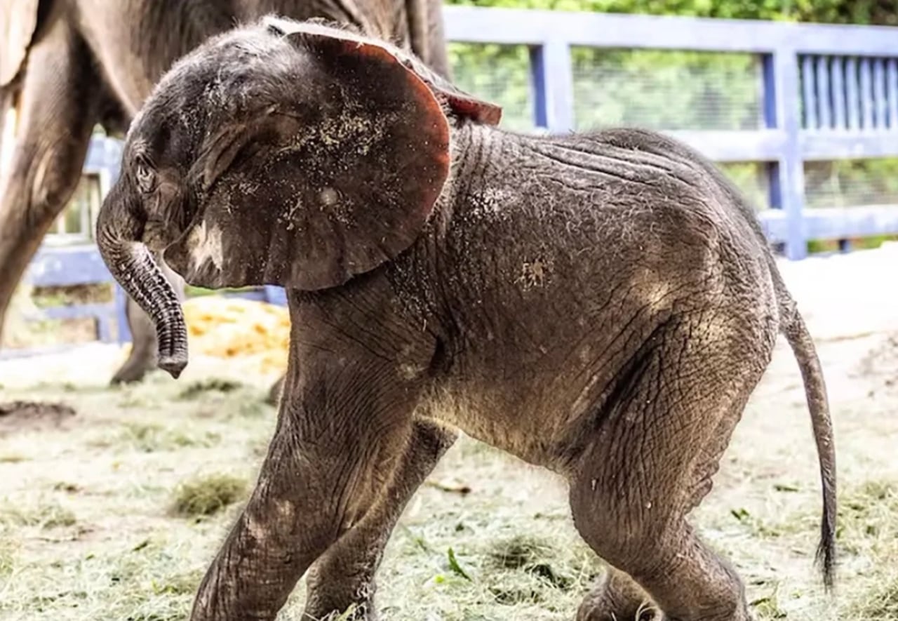 Video shows first 2nd-generation baby elephant born at Disneyâs Animal Kingdom