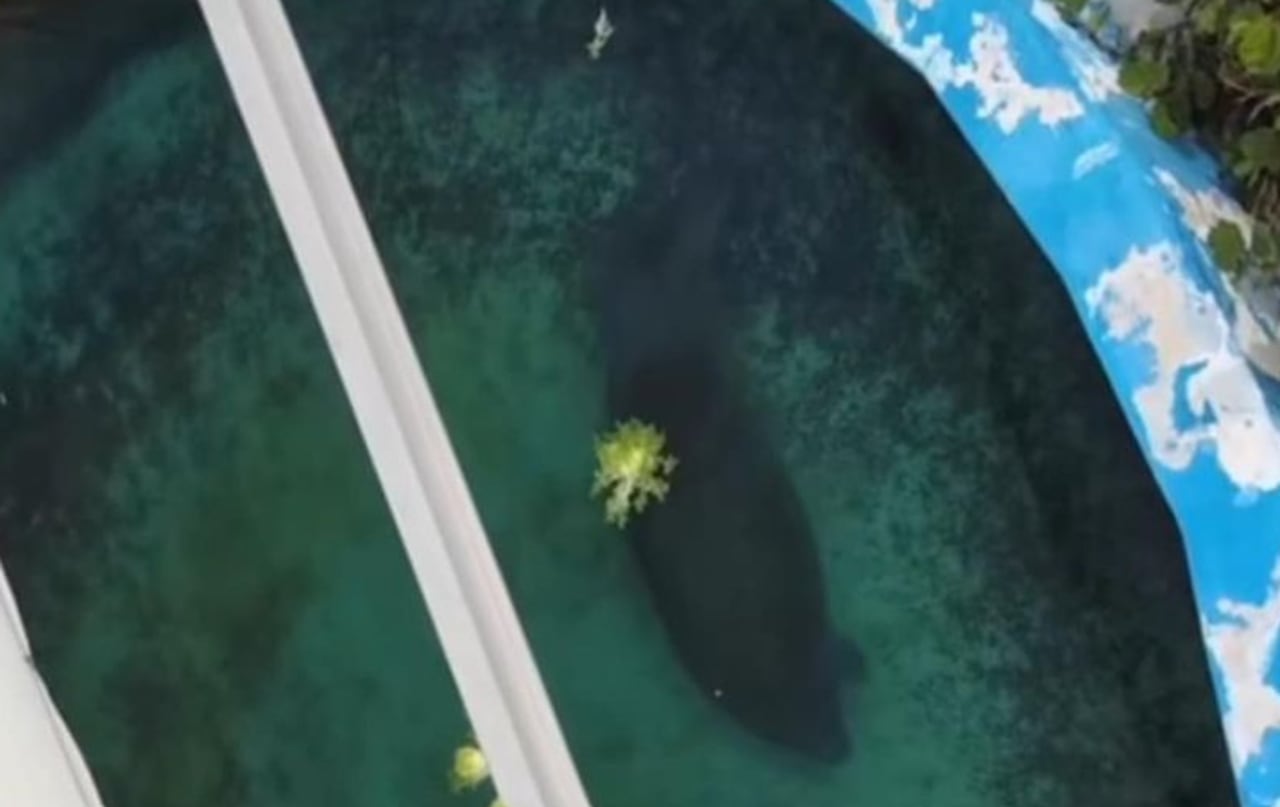 Viral video prompts move of manatee left alone in unprotected tank at Florida aquarium