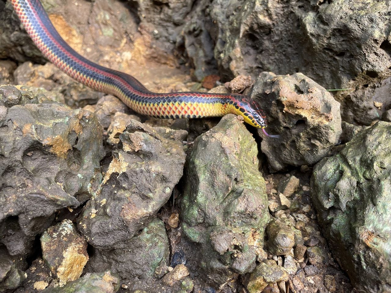 Weirdest animals of Alabama: The elusive rainbow snake