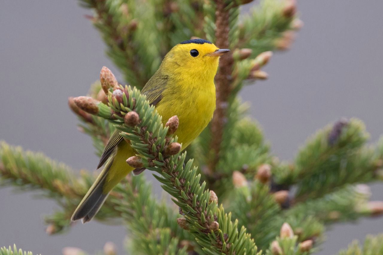 âThere is power in a nameâ Ornithologists prepare to rename birds that once honored slaveholders