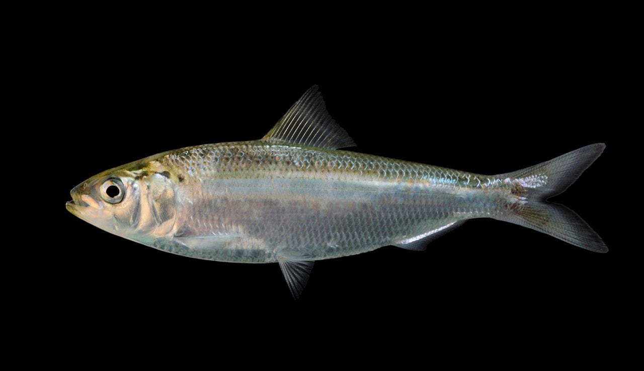 Alabama shad should be endangered species, environmental groups argue