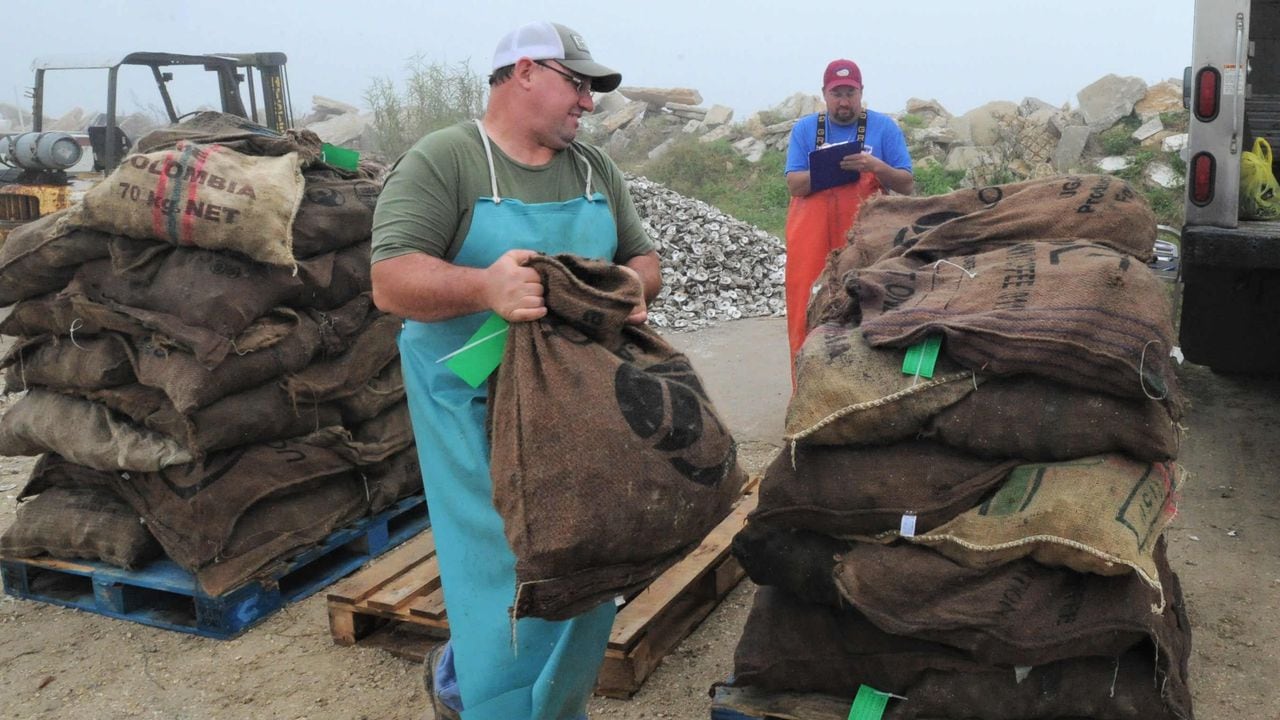 Alabama wild oyster harvest declines; predator âinfestationâ blamed