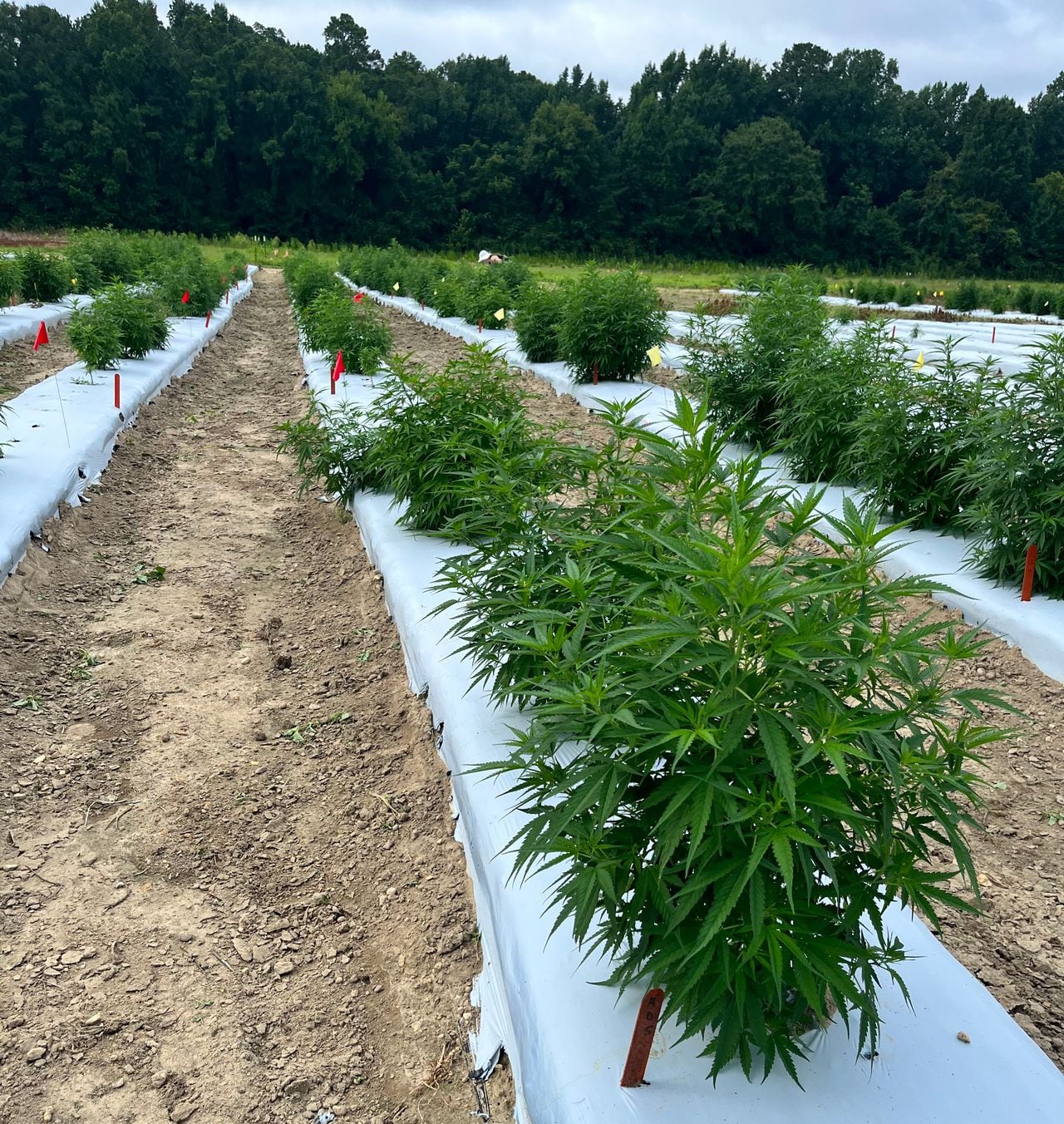 Alabamaâs botched rollout of medical marijuana hampers jobs, research