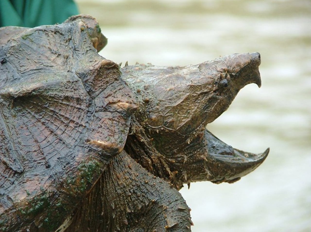 Alligator snapping turtles may get endangered species status