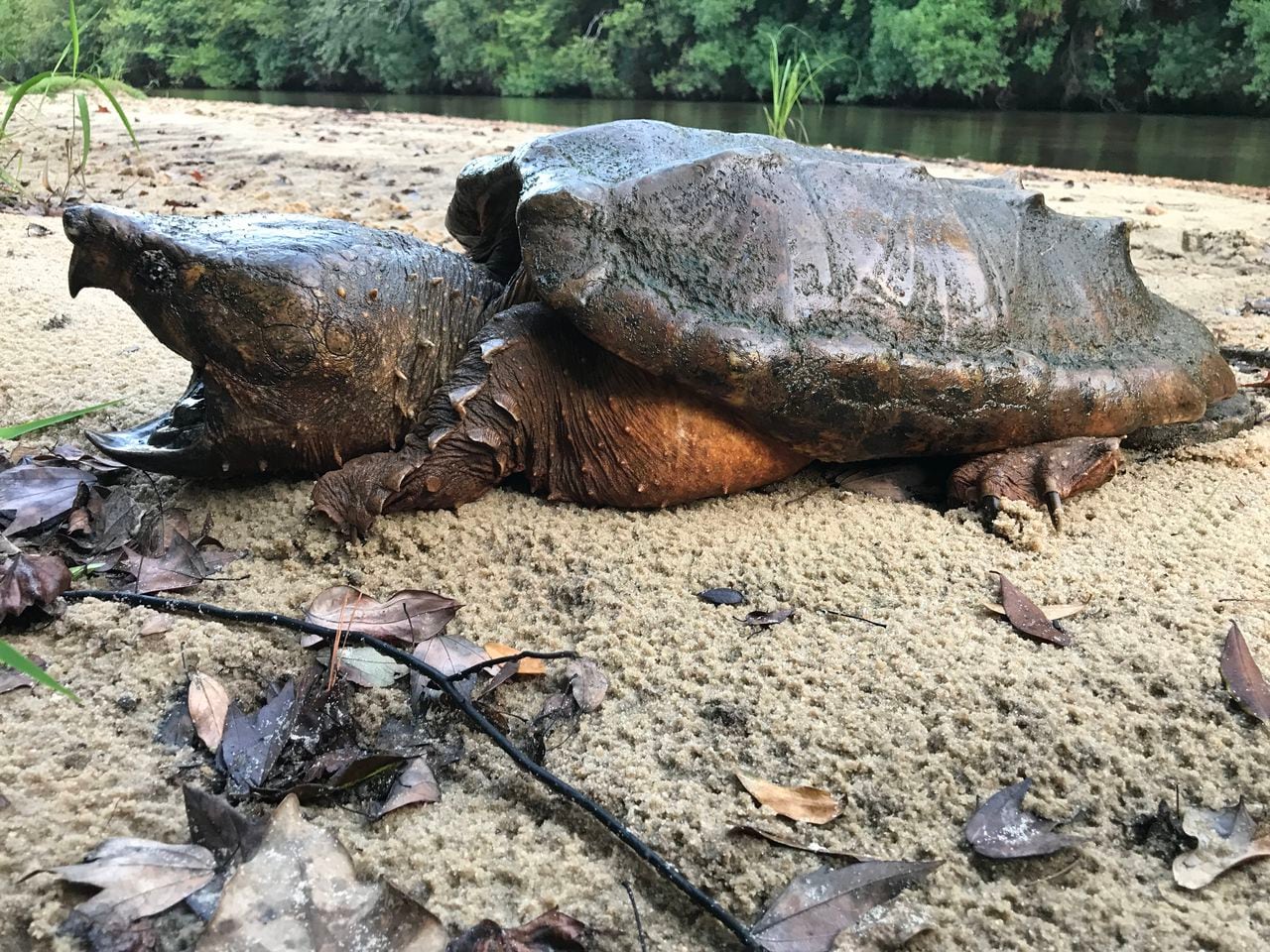 Alligator snapping turtle is one of Alabamaâs weirdest animals