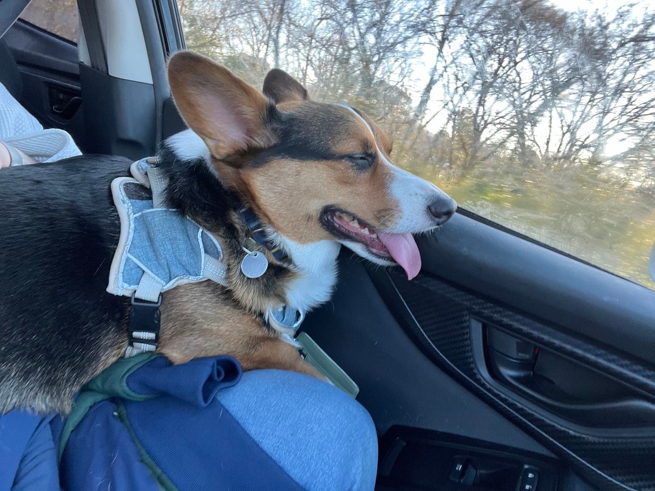 Beauregard Conser takes a nap after UAB halftime corgi race