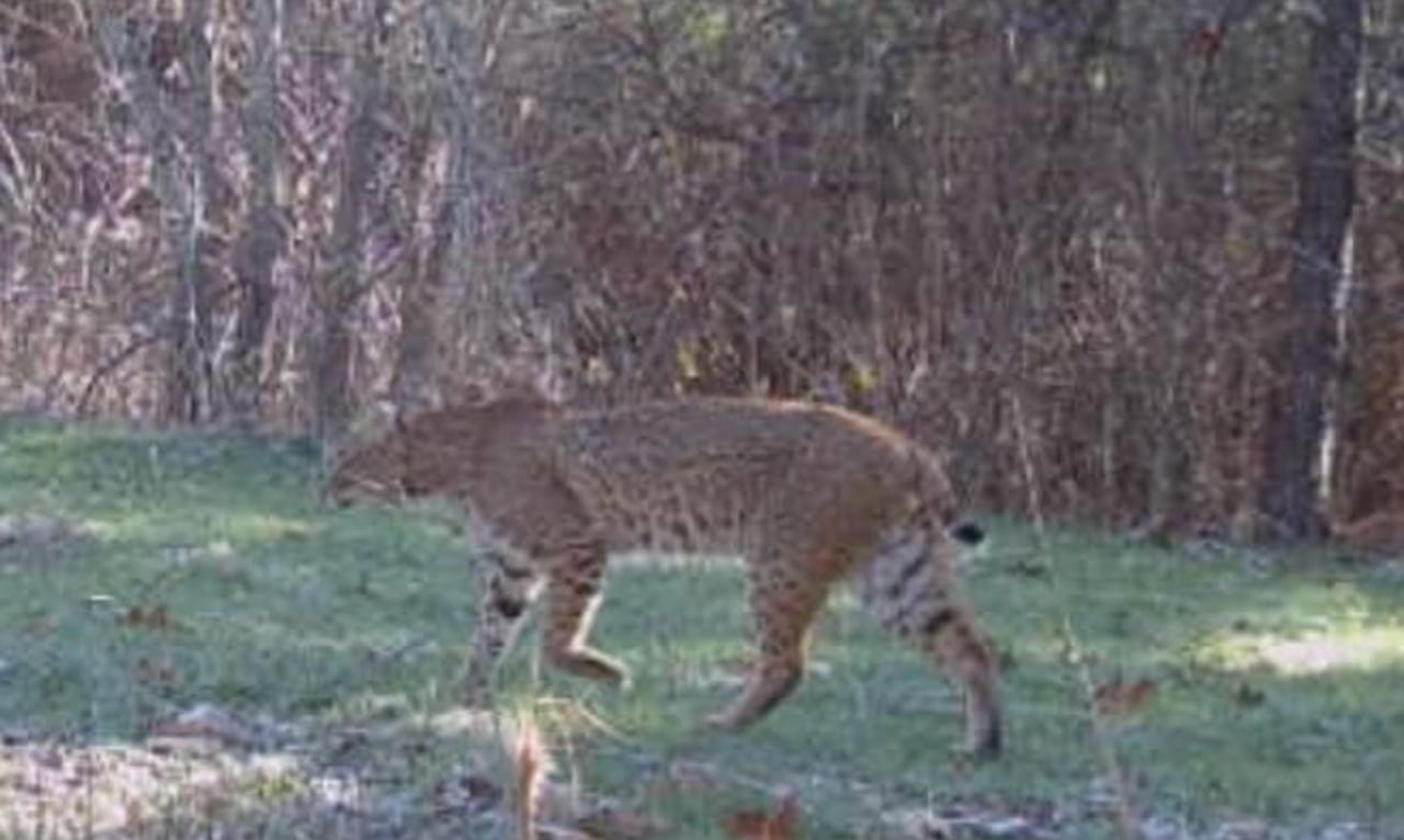 Big cat country? Daytime photo of bobcat raises eyebrows in Graysville