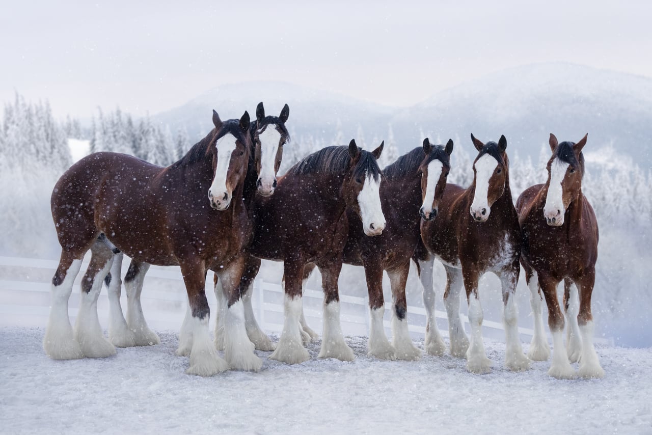 Budweiser Clydesdales Super Bowl 2024 commercial: Hereâs your sneak peek