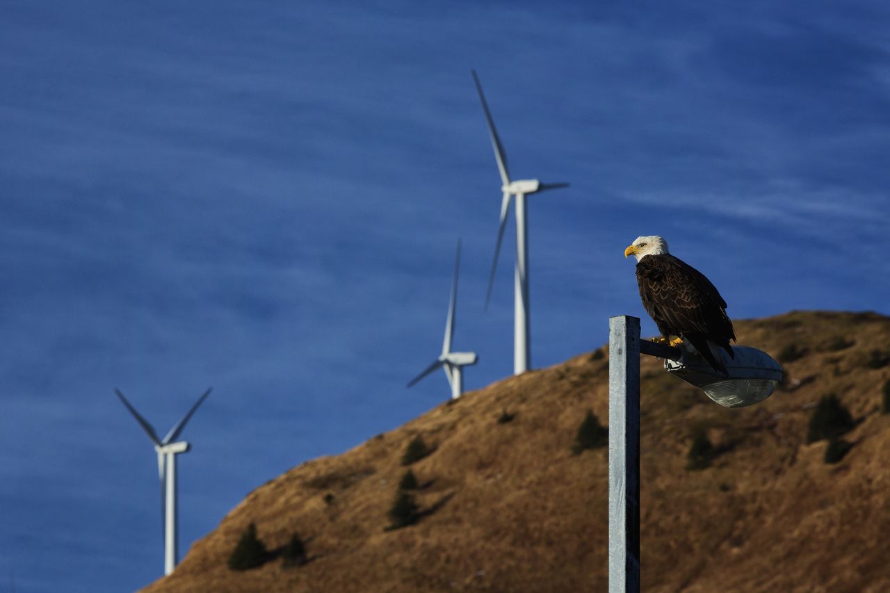 Can wind turbines save the birds from being extinct?