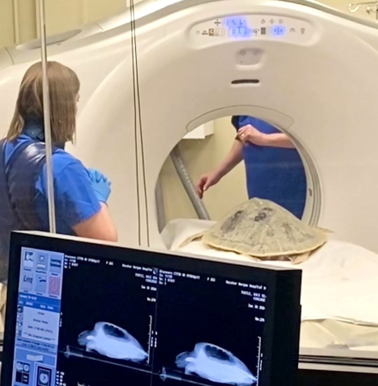 Endangered turtle with shell infection gets second scan at Alabama hospital