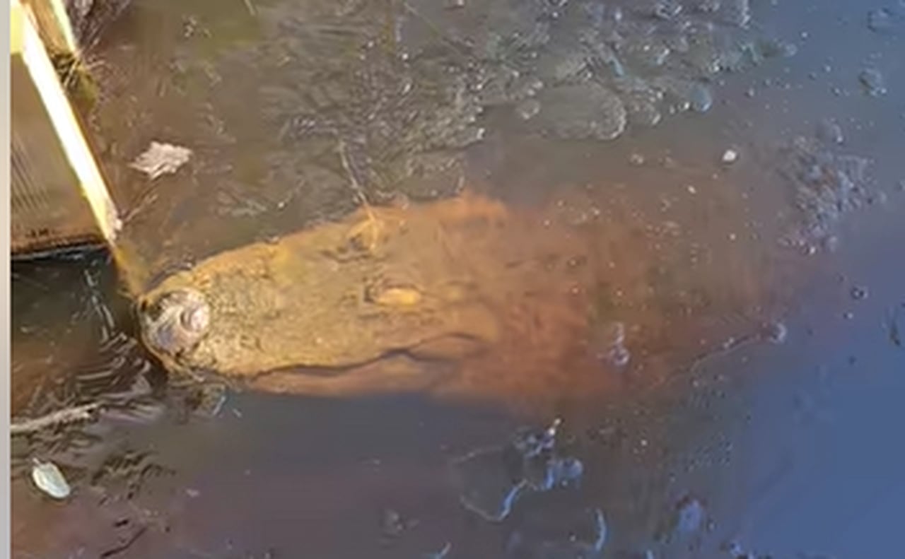 Frozen âgatorciclesâ found in icy North Carolina swamp as temperature drops into teens