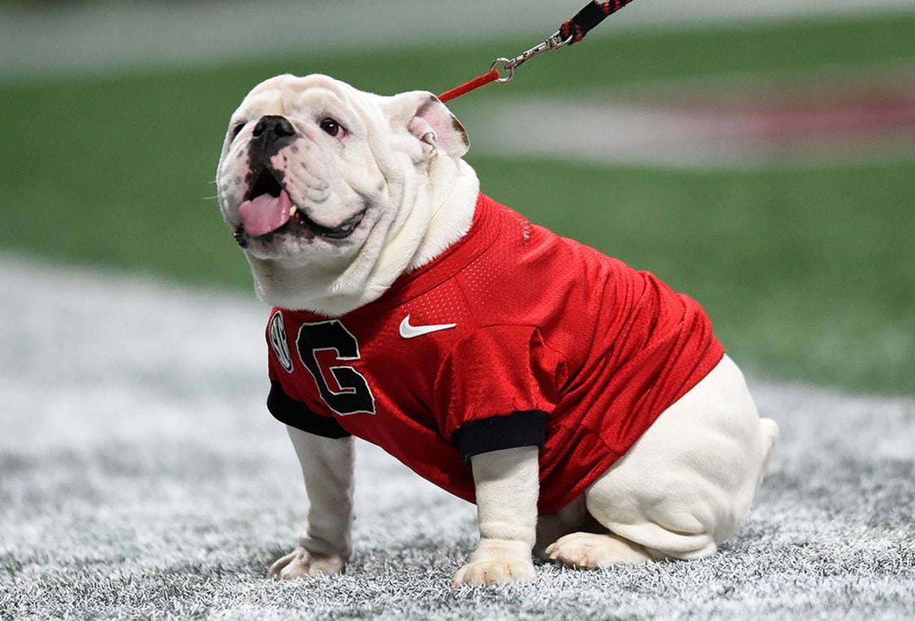 Georgia mascot Uga X dead at 10, remembered for run-in with Bevo