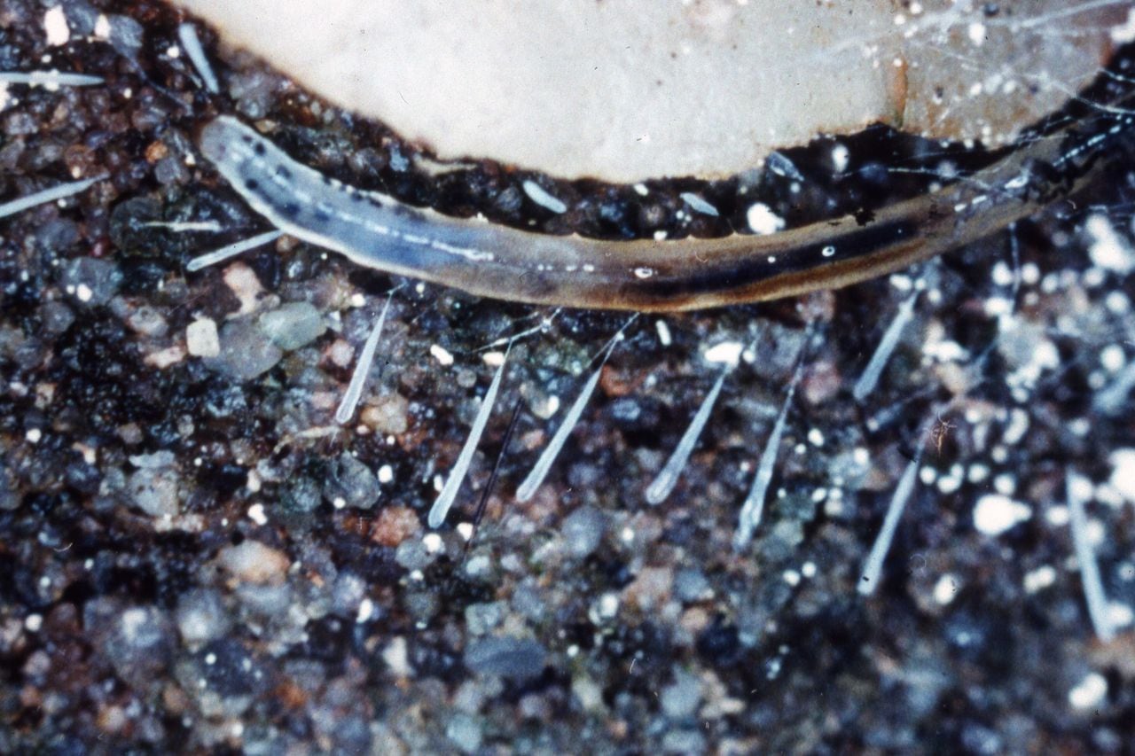 Glowing fly larvae gives Alabama rare natural light show