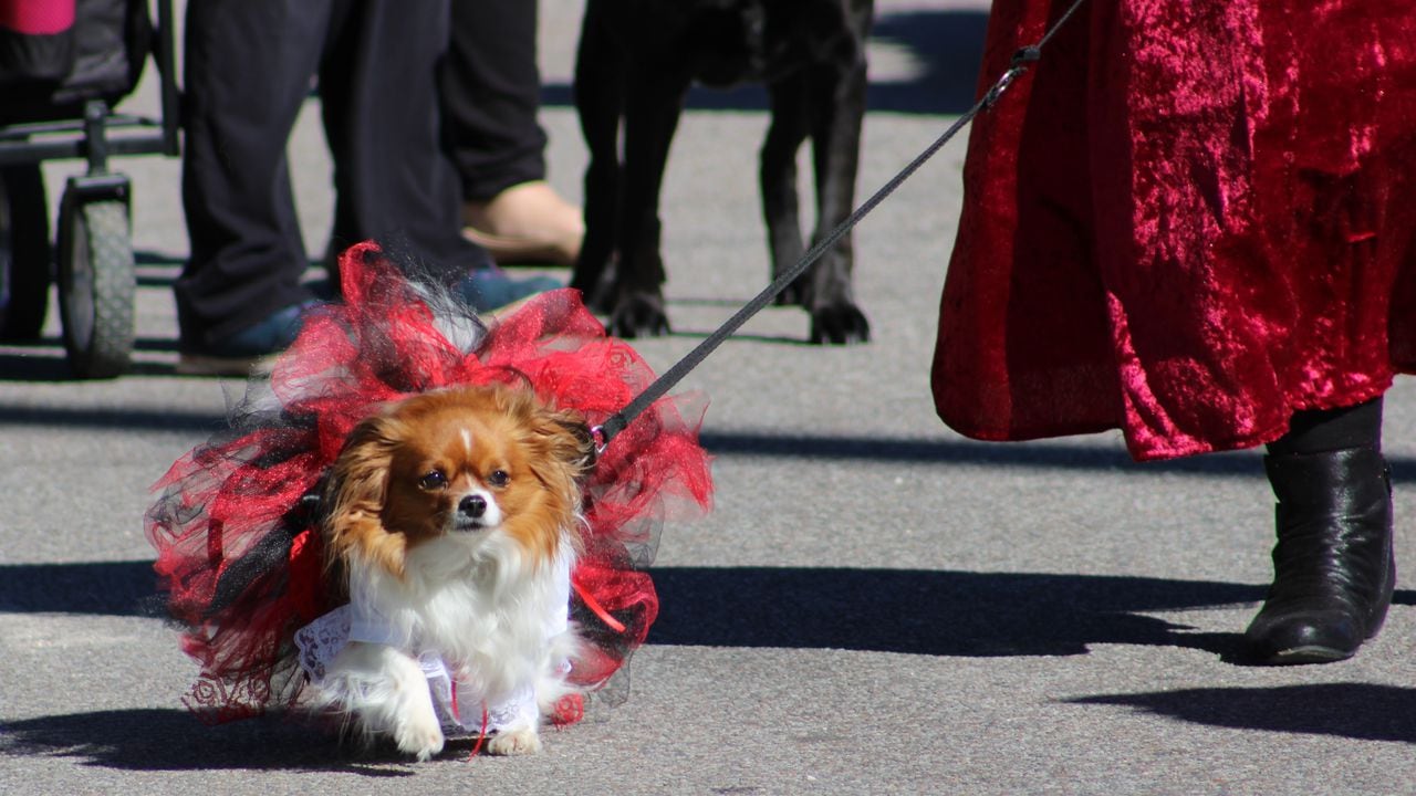 The parade, sponsored by the Dauphin Island Chamber of Commerce, benefits the Animal Rescue Foundation