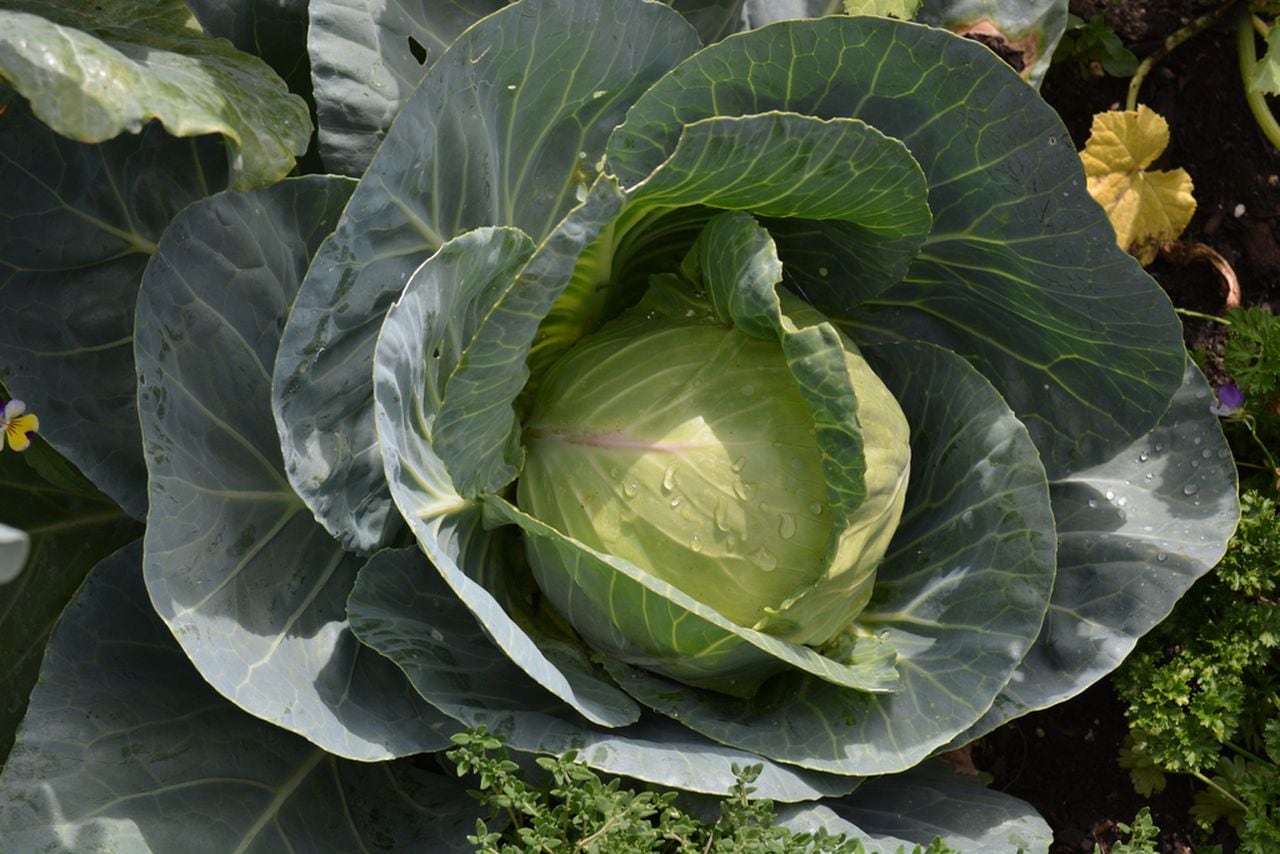 How to keep your leafy greens from reproducing