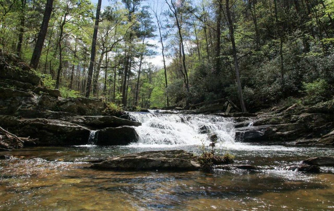 Hunter finds human skull, jawbone in Talladega National Forest