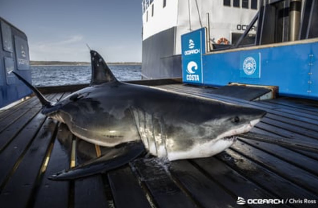 Large great white shark seen near Panama City Beach as predators make annual migration