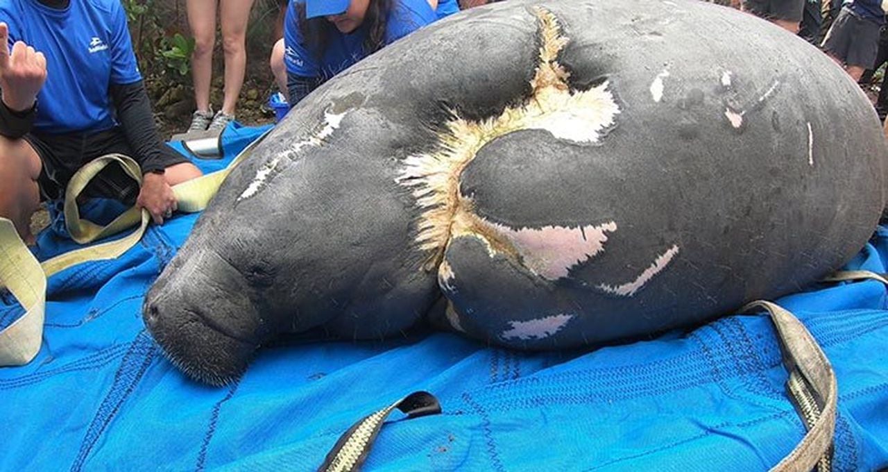 Mother and daughter manatees returned to wild after boat strike