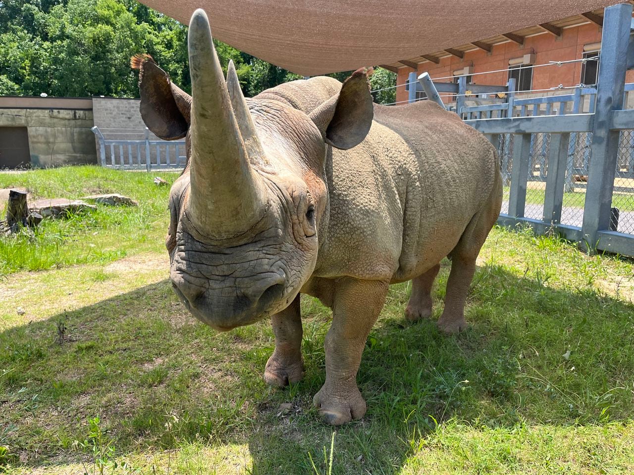 Moyo the Rhino dies at the Birmingham Zoo