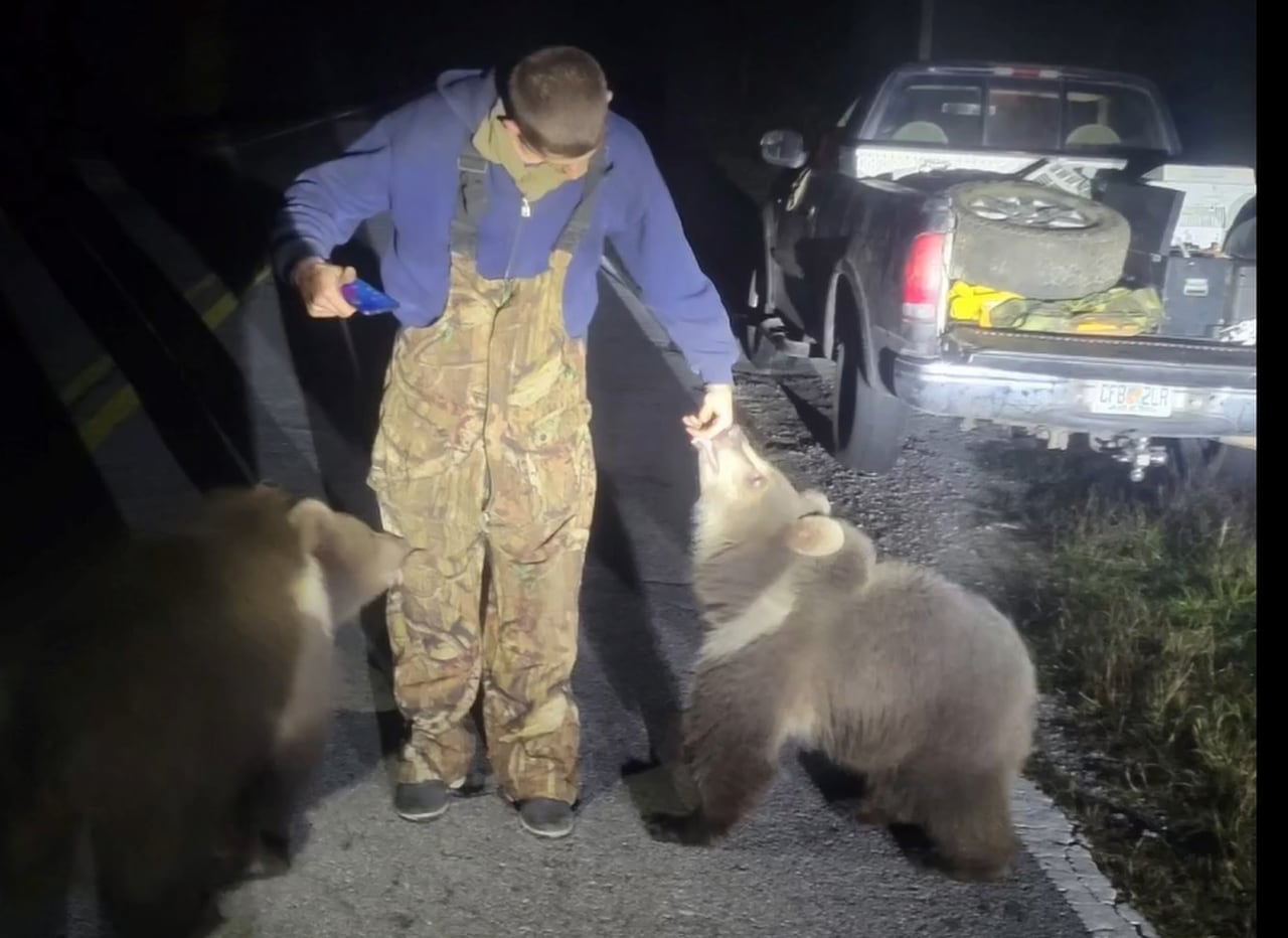 Watch Alaskan Kodiak bear cubs wander along the road in Florida Panhandle