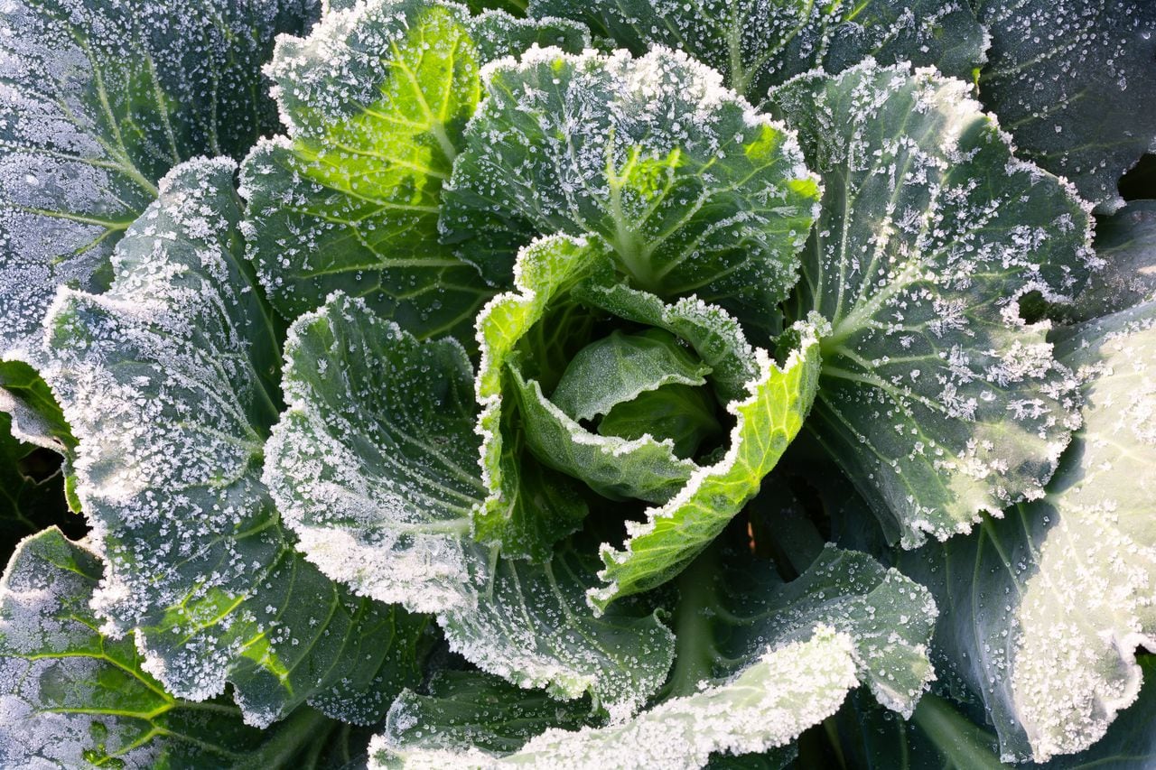 Yes, our warmer gardens are still freezing