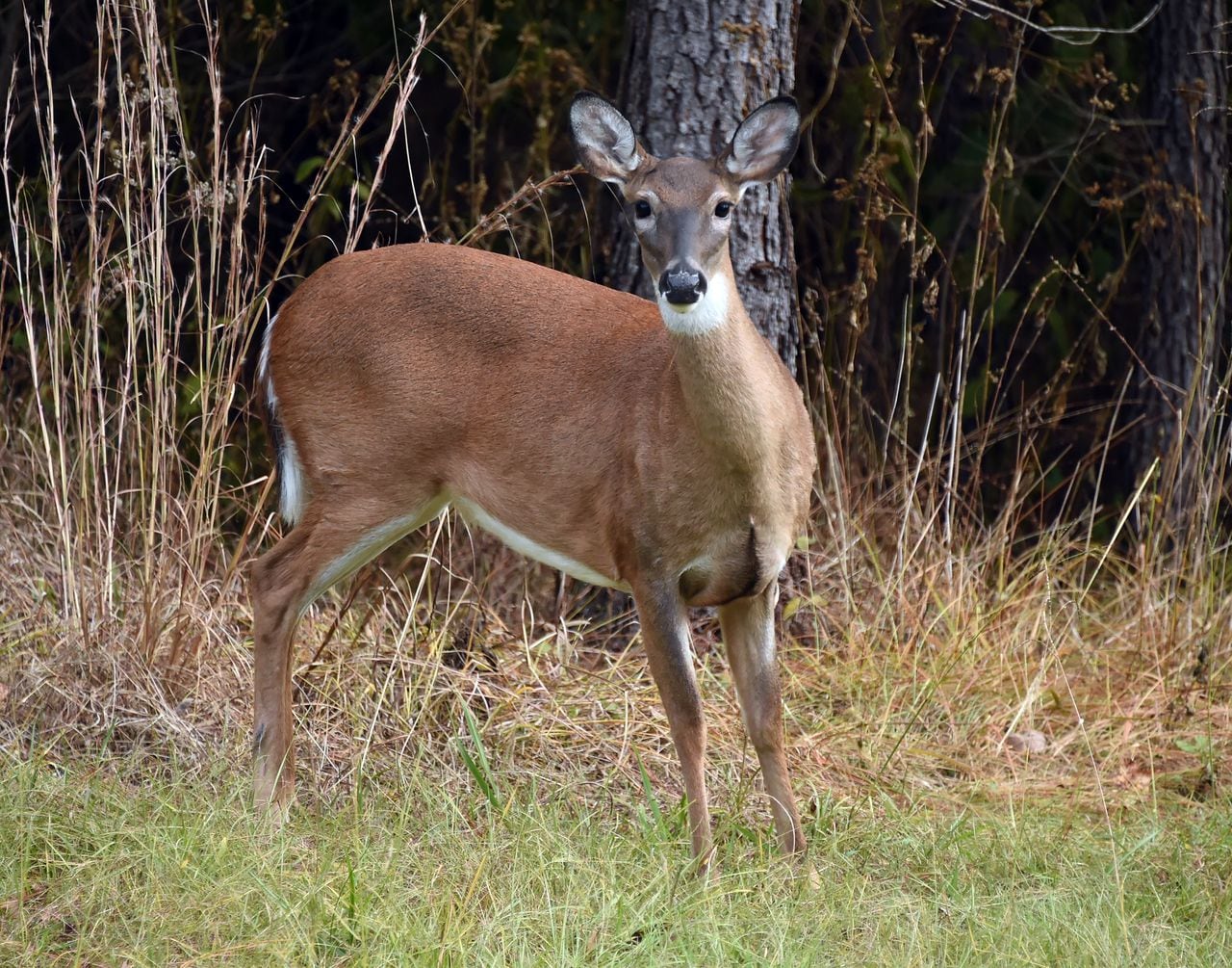 Another deer season is in the books. Now letâs crunch those harvest numbers.